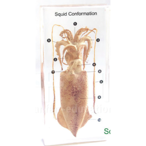 Squid Conformation